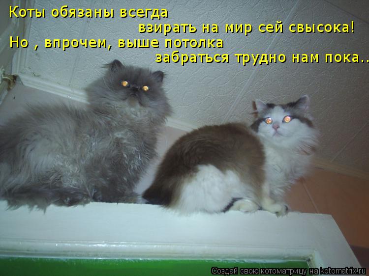 Коты обязаны всегда взирать на мир сей свысока! Но , впрочем, выше потолка забраться трудно нам пока.... Котоматрица: Коты обязаны всегда взирать на мир сей свысока! Но , впрочем, выше потолка забраться трудно нам пока...