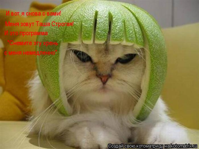 И вот я снова с вами! Меня зовут Таша Строгая! И это программа "Снемите эту хрень с меня немедленно"... Котоматрица: И вот я снова с вами! Меня зовут Таша Строгая! И это программа "Снемите эту хрень с меня немедленно"