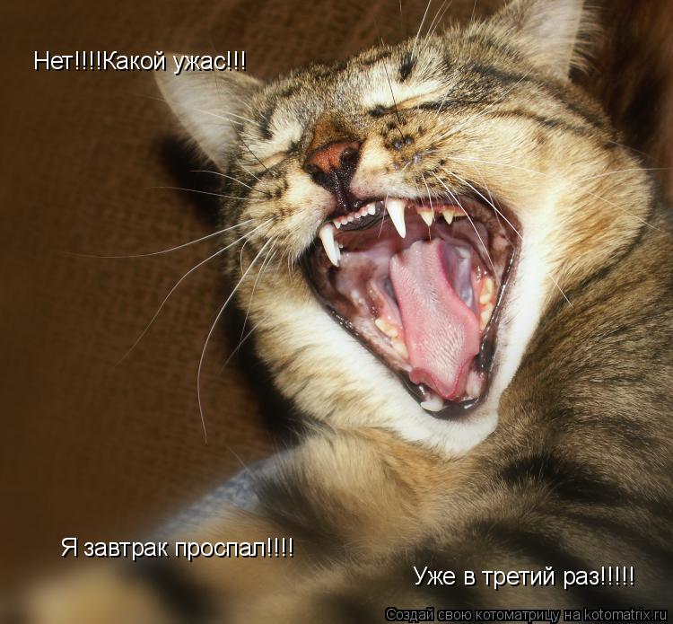 Нет!!!!Какой ужас!!! Я завтрак проспал!!!! Уже в третий раз!!!!!... Котоматрица: Нет!!!!Какой ужас!!! Я завтрак проспал!!!! Уже в третий раз!!!!!
