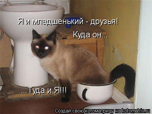 Я и младшенький - друзья! Куда он... ...Туда и Я!!!... Котоматрица: Я и младшенький - друзья! Куда он... ...Туда и Я!!!