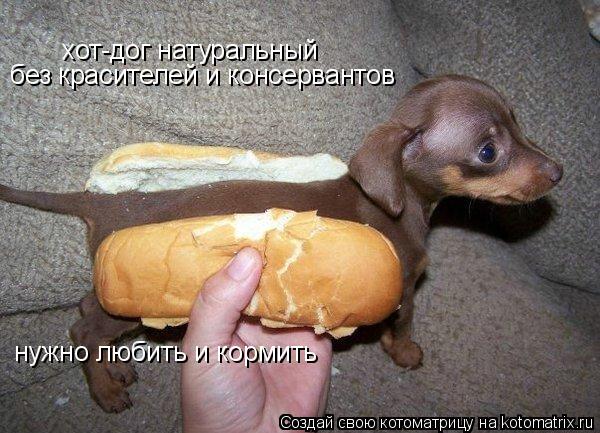 Котоматрица: хот-дог натуральный без красителей и консервантов нужно любить и кормить