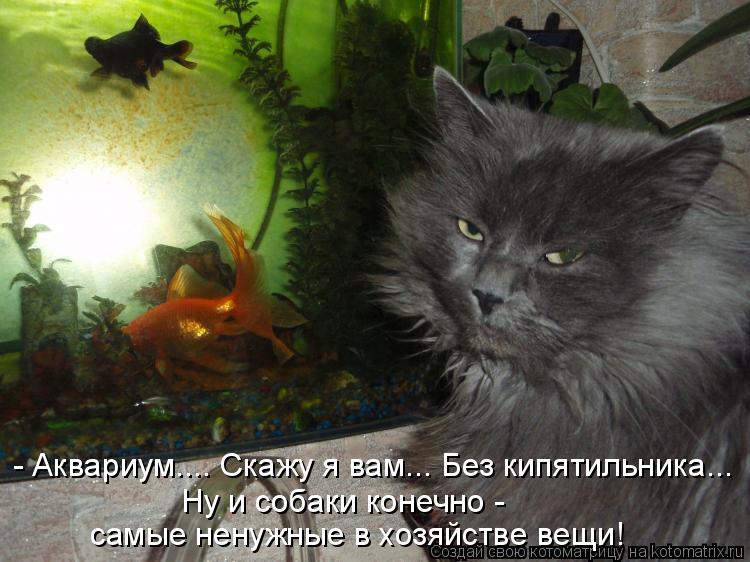 - Аквариум.... Скажу я вам... Без кипятильника... Ну и собаки конечно - самые ненужные в хозяйстве ве... Котоматрица: - Аквариум.... Скажу я вам... Без кипятильника... Ну и собаки конечно - самые ненужные в хозяйстве вещи!
