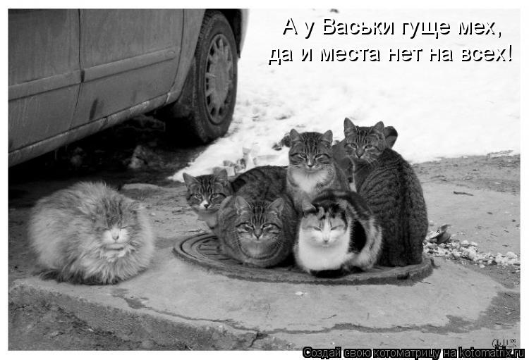 Котоматрица: А у Васьки гуще мех,  да и места нет на всех!