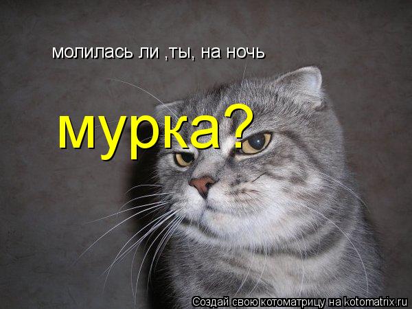 Котоматрица: молилась ли ,ты, на ночь мурка?
