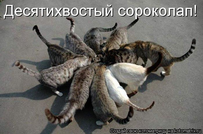 Десятихвостый сороколап!... Котоматрица: Десятихвостый сороколап!