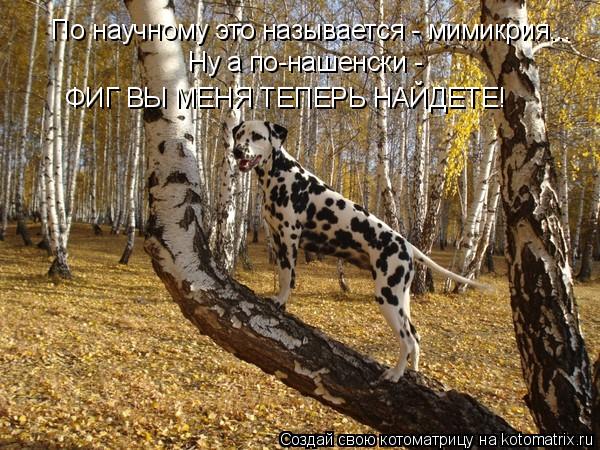 По научному это называется - мимикрия... Ну а по-нашенски - ФИГ ВЫ МЕНЯ ТЕПЕРЬ НАЙДЕТЕ!... Котоматрица: По научному это называется - мимикрия... Ну а по-нашенски - ФИГ ВЫ МЕНЯ ТЕПЕРЬ НАЙДЕТЕ!