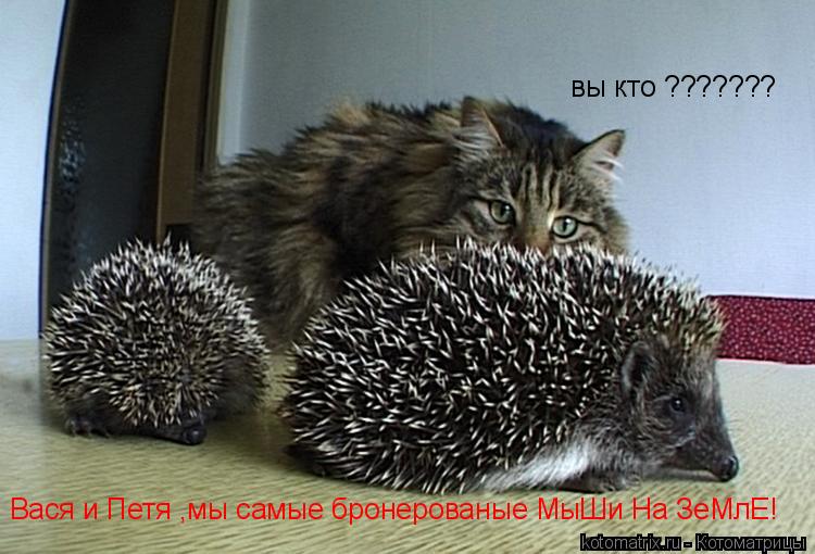 Котоматрица: вы кто ??????? Вася и Петя ,мы самые бронерованые МыШи На ЗеМлЕ!