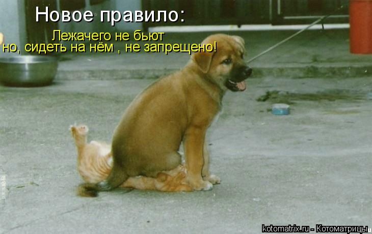 Новое правило: Лежачего не бьют но, сидеть на нём , не запрещено!... Котоматрица: Новое правило: Лежачего не бьют но, сидеть на нём , не запрещено!
