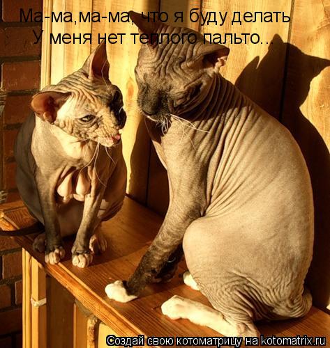 Котоматрица: У меня нет теплого пальто... Ма-ма,ма-ма, что я буду делать