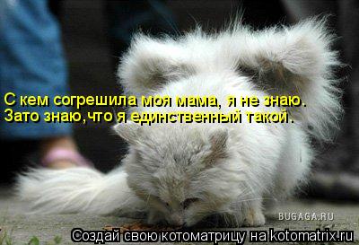 Котоматрица: С кем согрешила моя мама, я не знаю. Зато знаю,что я единственный такой.