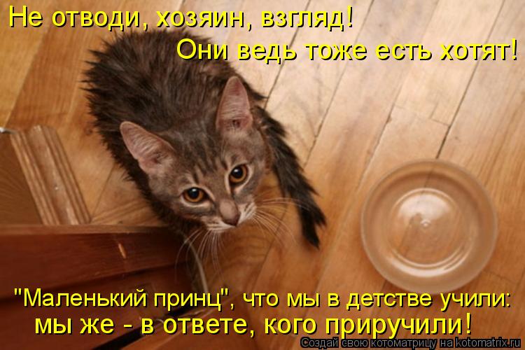 Котоматрица: Не отводи, хозяин, взгляд! Они ведь тоже есть хотят! мы же - в ответе, кого приручили! "Маленький принц", что мы в детстве учили: