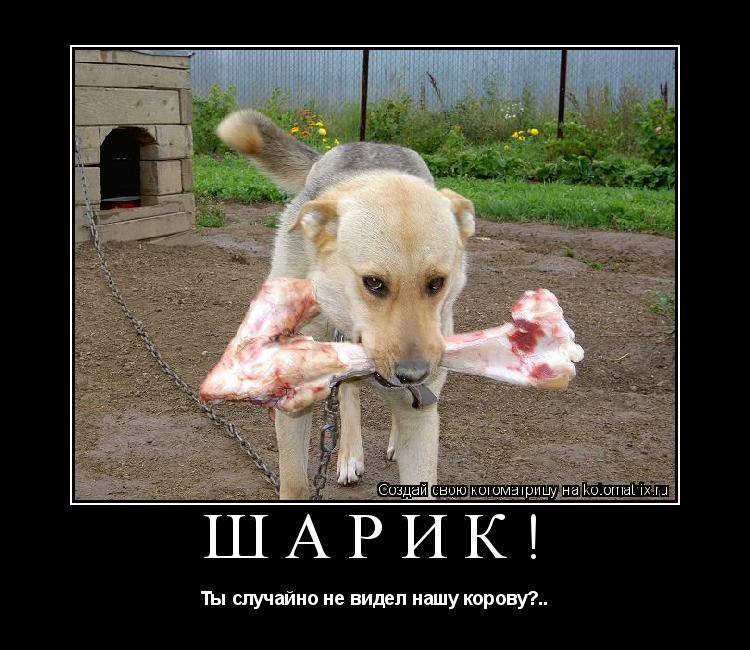 Котоматрица: Шарик! Ты случайно не видел нашу корову?..