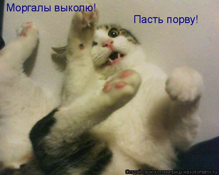 Моргалы выколю! Пасть порву!... Котоматрица: Моргалы выколю! Пасть порву!