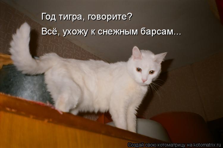 Котоматрица: Год тигра, говорите? Всё, ухожу к снежным барсам...