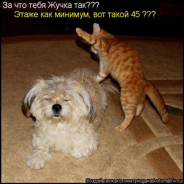 Котоматрица: За что тебя Жучка так??? Этаже как минимум, вот такой 45 ???