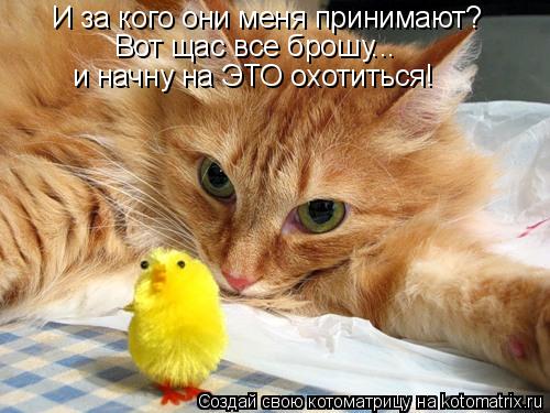 Котоматрица: И за кого они меня принимают? Вот щас все брошу... и начну на ЭТО охотиться!