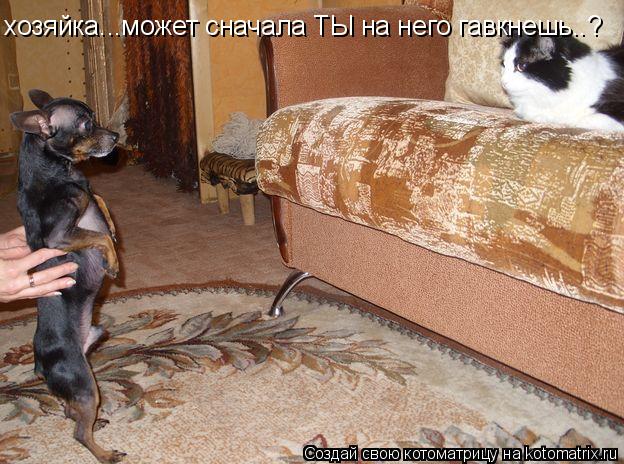 хозяйка...может сначала ТЫ на него гавкнешь..?... Котоматрица: хозяйка...может сначала ТЫ на него гавкнешь..?