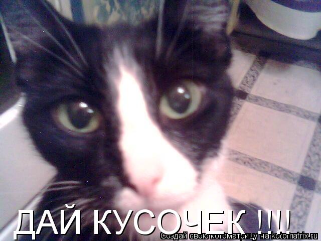 ДАЙ КУСОЧЕК !!!!... Котоматрица: ДАЙ КУСОЧЕК !!!!