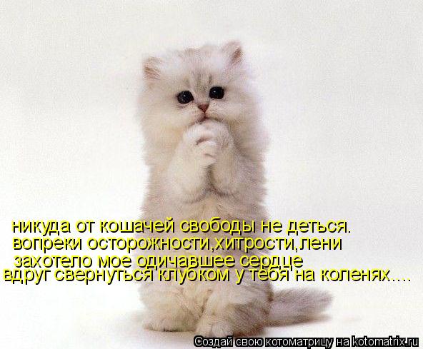 никуда от кошачей свободы не деться. вопреки осторожности,хитрости,лени захотело мое одичавшее сердце... Котоматрица: никуда от кошачей свободы не деться. вопреки осторожности,хитрости,лени захотело мое одичавшее сердце вдруг свернуться клубком у тебя на к