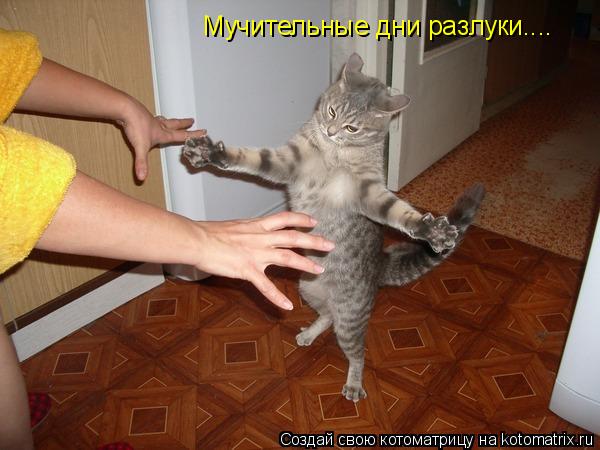 Мучительные дни разлуки....... Котоматрица: Мучительные дни разлуки....