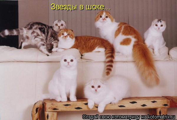 Звезды в шоке...... Котоматрица: Звезды в шоке...