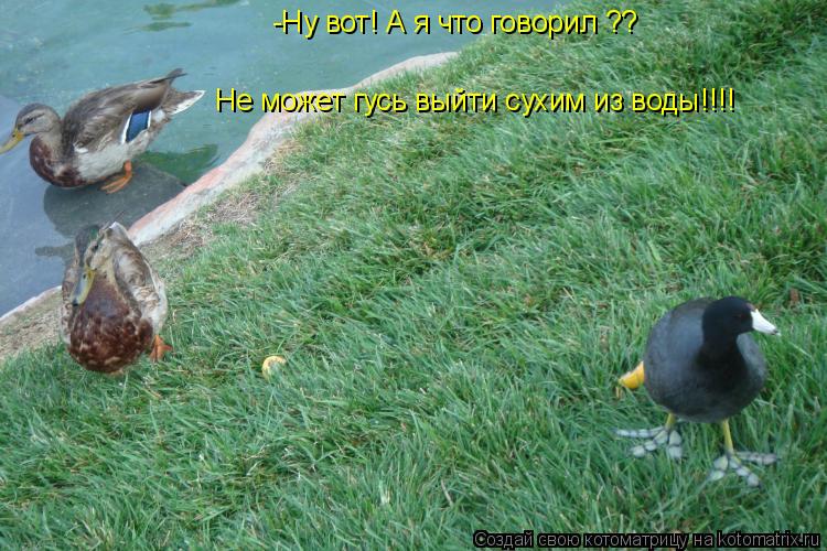 -Ну вот! А я что говорил ?? Не может гусь выйти сухим из воды!!!!... Котоматрица: -Ну вот! А я что говорил ?? Не может гусь выйти сухим из воды!!!!