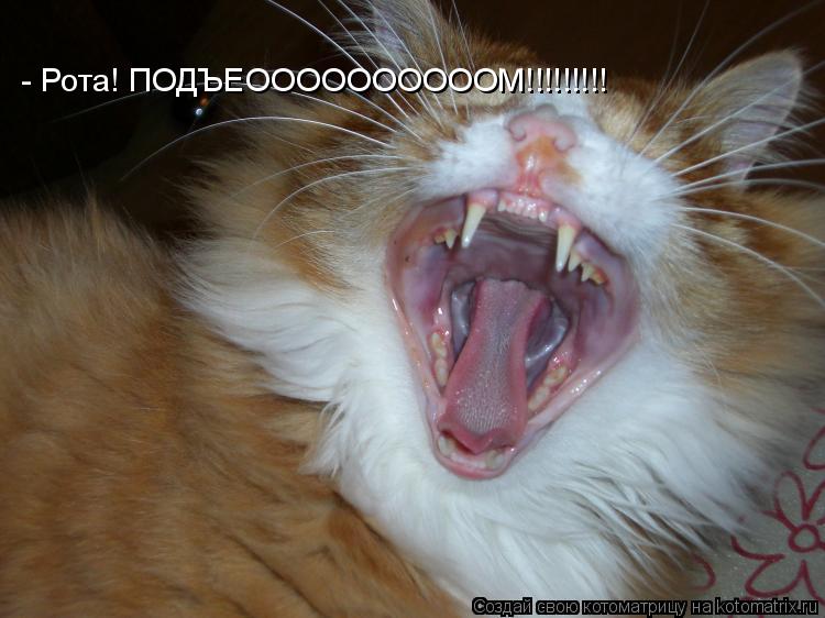 - Рота! ПОДЪЕООООООООООМ!!!!!!!!!... Котоматрица: - Рота! ПОДЪЕООООООООООМ!!!!!!!!!