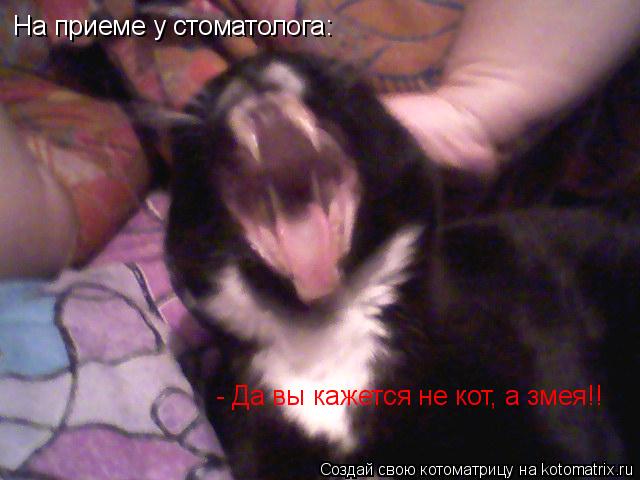 На приеме у стоматолога: - Да вы кажется не кот, а змея!!... Котоматрица: На приеме у стоматолога: - Да вы кажется не кот, а змея!!