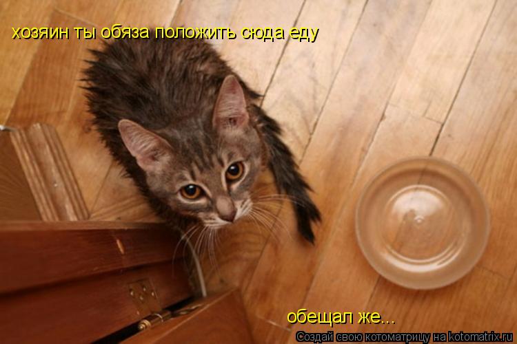 хозяин ты обяза положить сюда еду обещал же...... Котоматрица: хозяин ты обяза положить сюда еду обещал же...