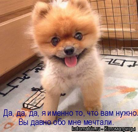 Вы давно обо мне мечтали. Да, да, да, я именно то, что вам нужно.... Котоматрица: Вы давно обо мне мечтали. Да, да, да, я именно то, что вам нужно.