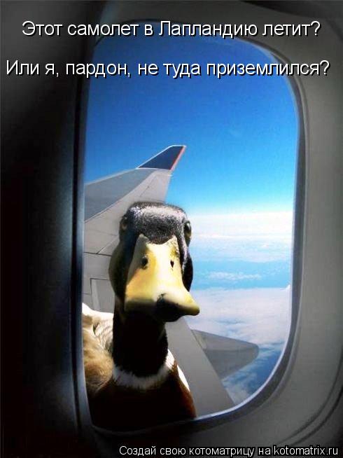 Этот самолет в Лапландию летит? Или я, пардон, не туда приземлился?... Котоматрица: Этот самолет в Лапландию летит? Или я, пардон, не туда приземлился?