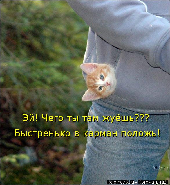 Эй! Чего ты там жуёшь??? Быстренько в карман положь!... Котоматрица: Эй! Чего ты там жуёшь??? Быстренько в карман положь!