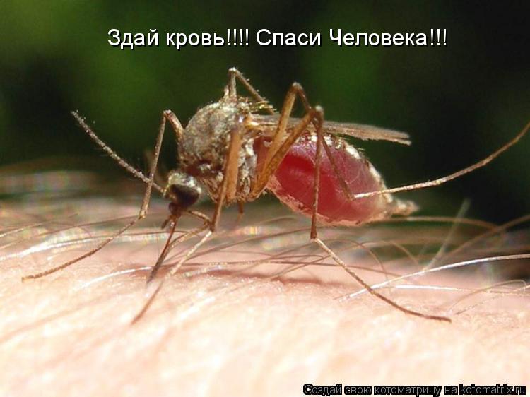 Котоматрица: Здай кровь!!!! Спаси Человека!!!