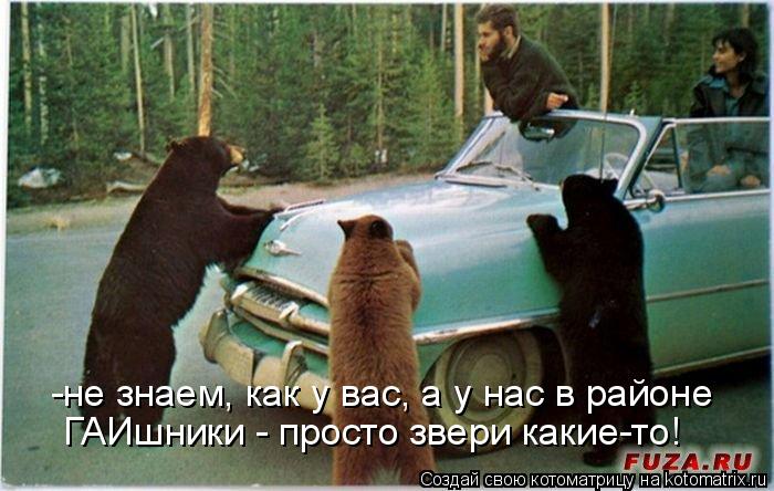 -не знаем, как у вас, а у нас в районе ГАИшники - просто звери какие-то!... Котоматрица: -не знаем, как у вас, а у нас в районе ГАИшники - просто звери какие-то!