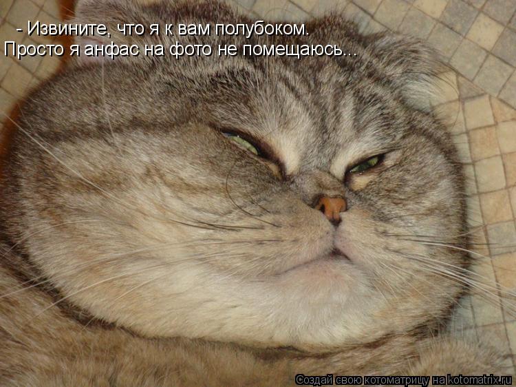 Котоматрица: - Извините, что я к вам полубоком. Просто я анфас на фото не помещаюсь...