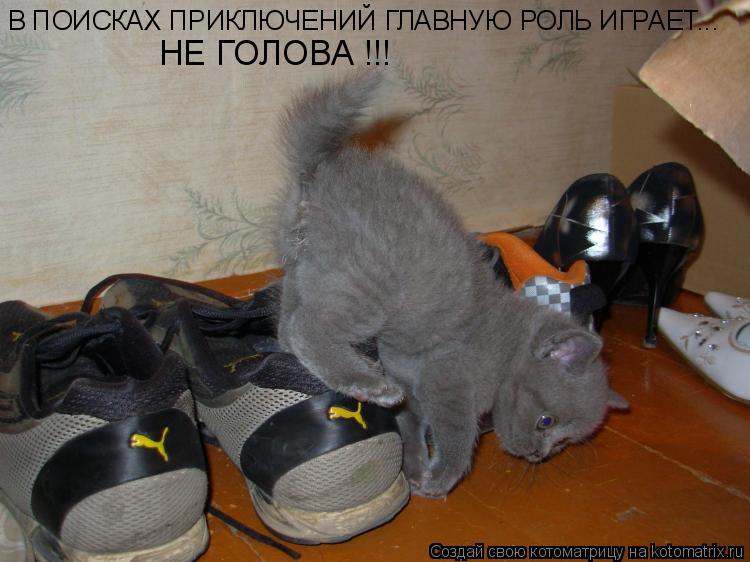 Котоматрица: В ПОИСКАХ ПРИКЛЮЧЕНИЙ ГЛАВНУЮ РОЛЬ ИГРАЕТ... НЕ ГОЛОВА !!!