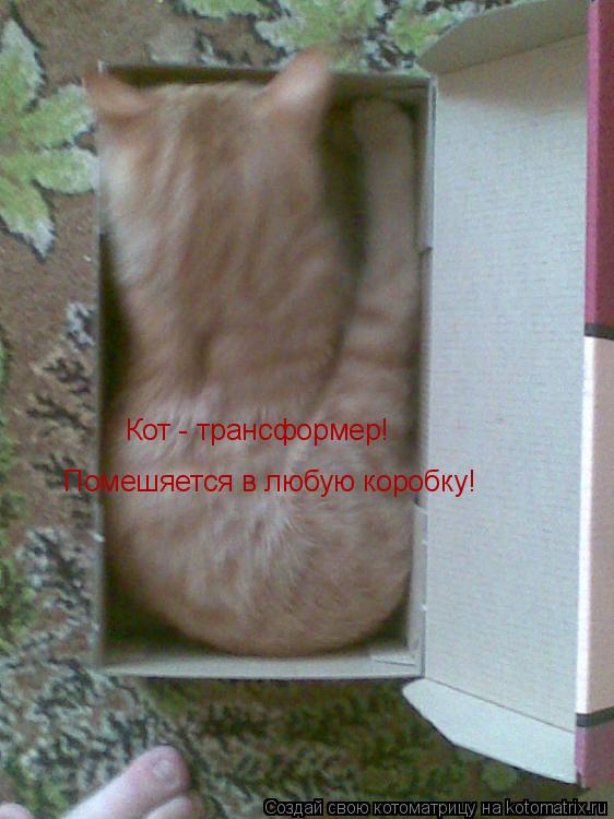 Котоматрица: Кот - трансформер! Помешяется в любую коробку!