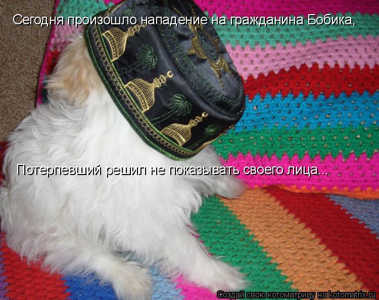 Котоматрица: Потерпевший решил не показывать своего лица... Сегодня произошло нападение на гражданина Бобика,