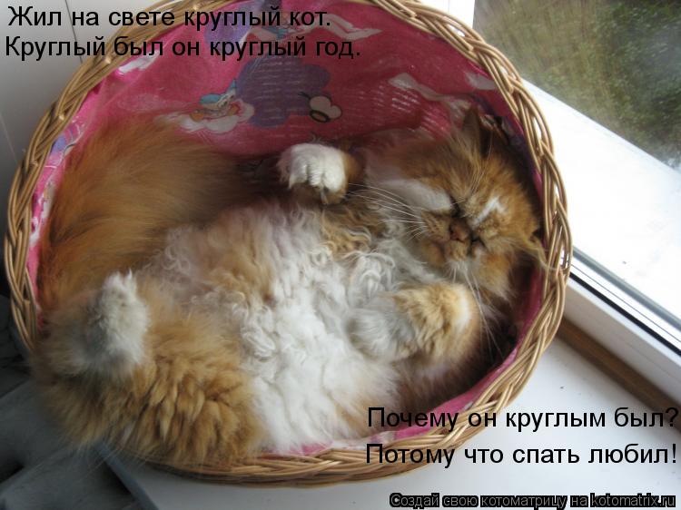 Котоматрица: Жил на свете круглый кот. Круглый был он круглый год. Почему он круглым был? Потому что спать любил!