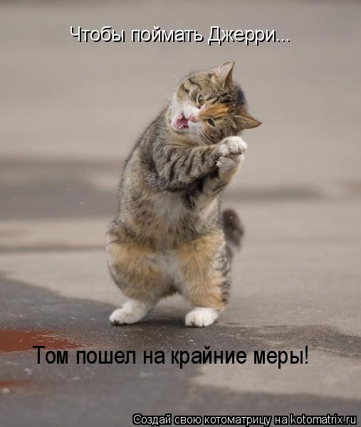 Котоматрица: Чтобы поймать Джерри... Том пошел на крайние меры!