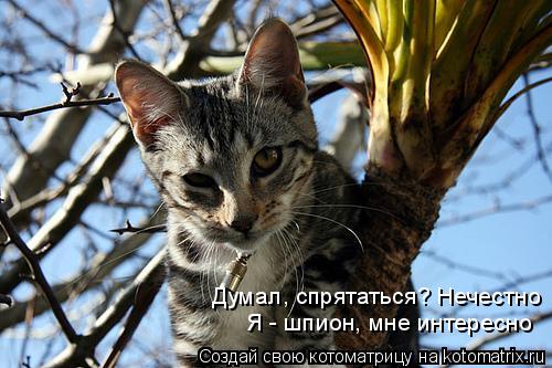 Котоматрица: Я - шпион, мне интересно Думал, спрятаться? Нечестно