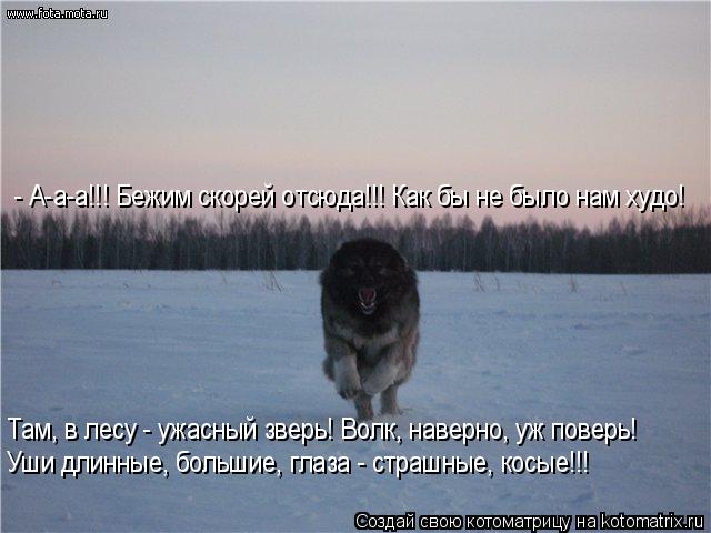 - А-а-а!!! Бежим скорей отсюда!!! Как бы не было нам худо! Там, в лесу - ужасный зверь! Волк, наверно... Котоматрица: - А-а-а!!! Бежим скорей отсюда!!! Как бы не было нам худо! Там, в лесу - ужасный зверь! Волк, наверно, уж поверь! Уши длинные, большие, глаза - страшн