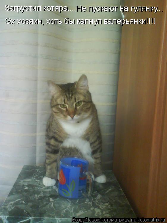 Котоматрица: Загрустил котяра.... Эх хозяин, хоть бы капнул валерьянки!!!! Не пускают на гулянку...