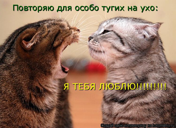 Котоматрица: Повторяю для особо тугих на ухо: Я ТЕБЯ ЛЮБЛЮ!!!!!!!!!