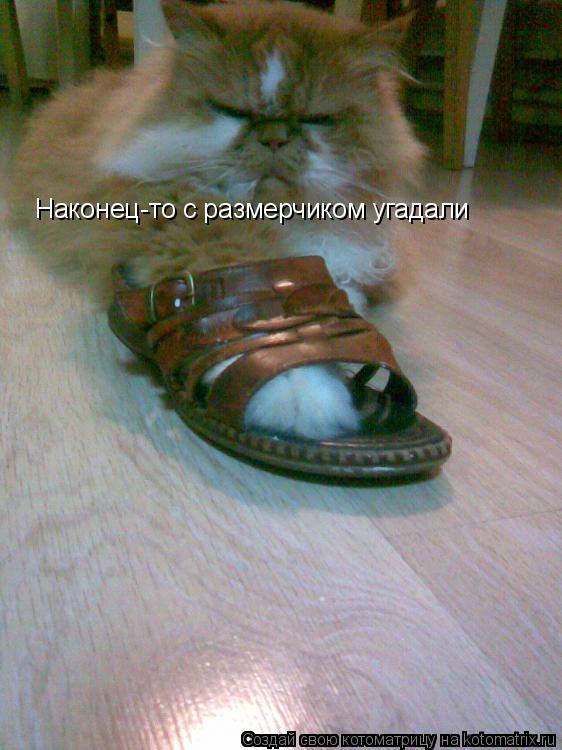 Котоматрица: Наконец-то с размерчиком угадали