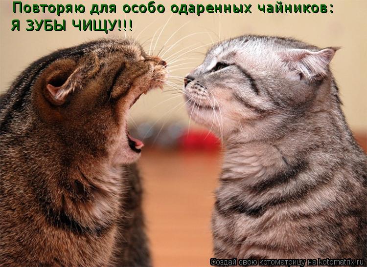 Котоматрица: Повторяю для особо одаренных чайников: Я ЗУБЫ ЧИЩУ!!!