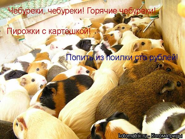 Котоматрица: Чебуреки, чебуреки! Горячие чебуреки! Пирожки с картошкой! Попить из поилки сто рублей!