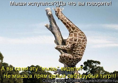 Котоматрица: Мыши испугался?!Да что вы говорите! А вы сами эту "мышь" видели?  Не мышь,а прям целый саблезубый тигр!!!