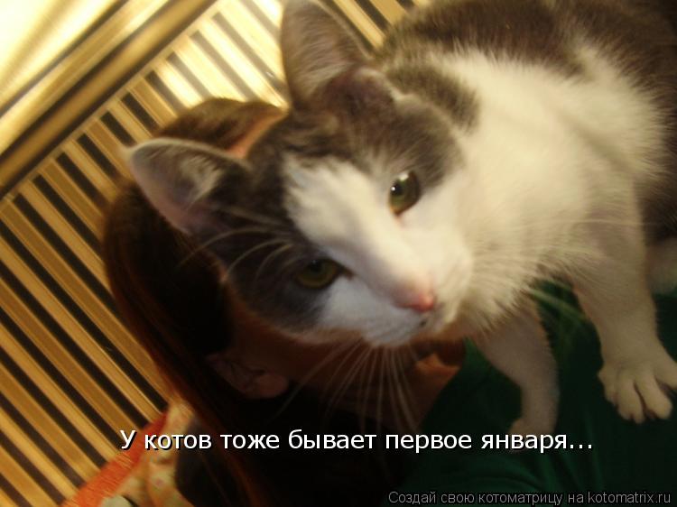 Котоматрица: У котов тоже бывает первое января...