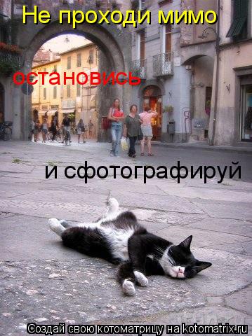Котоматрица: Не проходи мимо остановись и сфотографируй